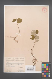 Cotoneaster melanocarpa [KOR 55150]