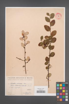 Cotoneaster melanocarpa [KOR 55151]