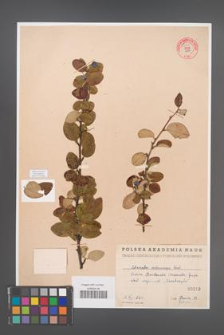 Cotoneaster melanocarpa [KOR 55154]