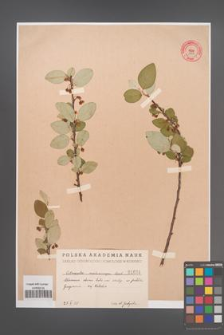 Cotoneaster melanocarpus [KOR 1634]
