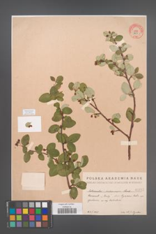 Cotoneaster melanocarpus [KOR 1635]