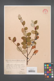 Cotoneaster melanocarpa [KOR 55160]