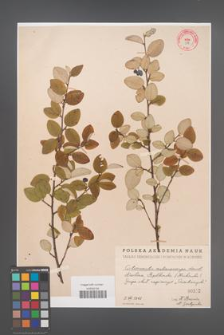 Cotoneaster melanocarpa [KOR 312]