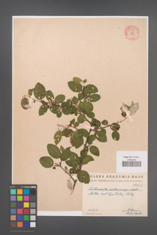 Cotoneaster melanocarpa [KOR 55235]