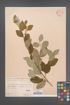 Cotoneaster melanocarpa [KOR 1455]