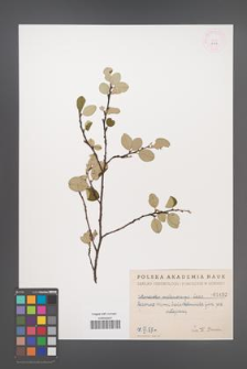Cotoneaster melanocarpa [KOR 1452]