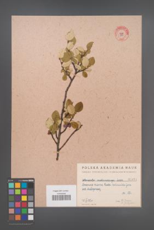 Cotoneaster melanocarpa [KOR 1451]