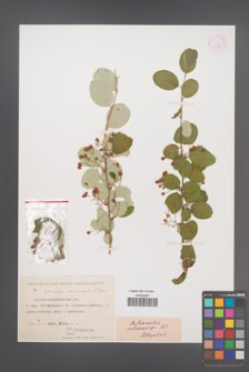 Cotoneaster melanocarpa [KOR 13098]