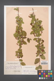 Cotoneaster melanocarpa [KOR 13105]