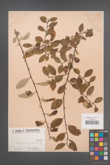 Cotoneaster melanocarpa [KOR 1049]