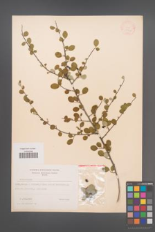 Cotoneaster morulus [KOR 13167]