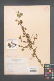 Cotoneaster morulus [KOR 27871]