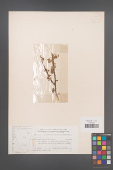 Cotoneaster orbicularis [KOR 13242]