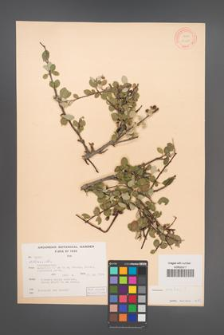 Cotoneaster ovatus [KOR 13201]