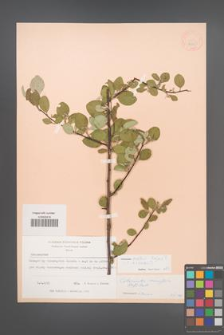 Cotoneaster ovatus [KOR 13135]