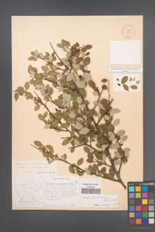 Cotoneaster parnassicus [KOR 13130]
