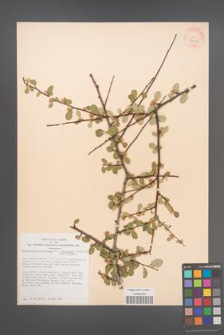 Cotoneaster racemiflora [KOR 34156]
