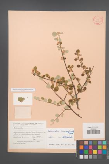 Cotoneaster nummularioides [KOR 23361]