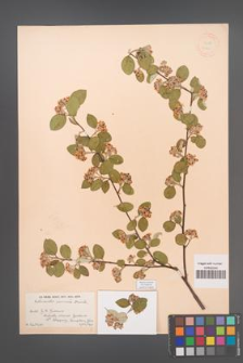 Cotoneaster pannosus [KOR 13141]