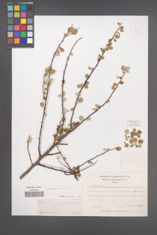 Cotoneaster nummularioides [KOR 13193]