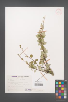 Cotoneaster [KOR 31681]