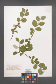 Cotoneaster melanocarpus [KOR 32081]
