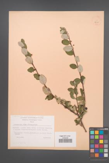 Cotoneaster melanocarpus [KOR 23840]