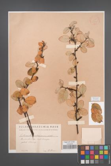 Cotoneaster melanocarpus [KOR 13102]