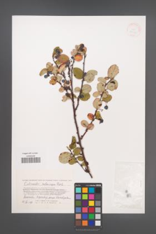 Cotoneaster melanocarpus [KOR 38510]