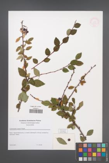 Cotoneaster meyeri [KOR 52817]
