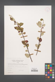 Cotoneaster tomentosus [KOR 25513]