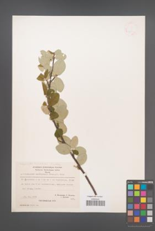 Cotoneaster tomentosus [KOR 21597]
