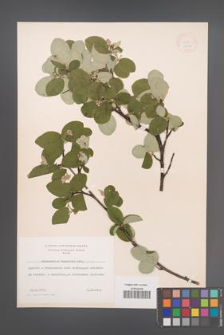 Cotoneaster tomentosus [KOR 13177]