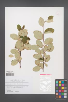 Cotoneaster nebrodensis [KOR 53120]