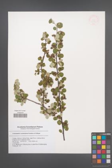 Cotoneaster nummularia [KOR 47291]