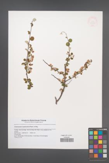 Cotoneaster nummularia [KOR 47310]