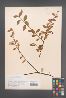 Cotoneaster sterniana [KOR 34160]