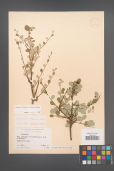 Cotoneaster transcaucasicus [KOR 13155]