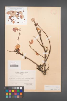Cotoneaster transcaucasicus [KOR 13144]