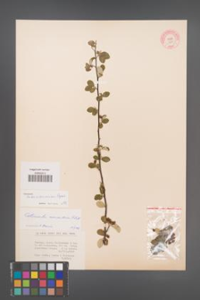 Cotoneaster transcaucasicus [KOR 13191]