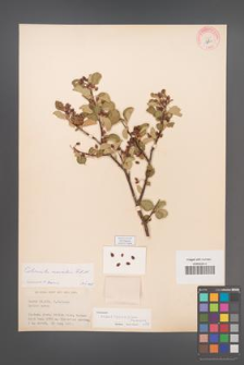 Cotoneaster transcaucasicus [KOR 13156]
