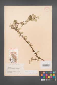Cotoneaster transcaucasicus [KOR 13148]