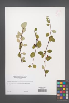 Cotoneaster tauricus [KOR 52821]