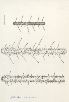 Rubus bavaricus