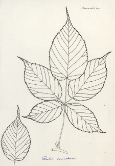 Rubus canadensis