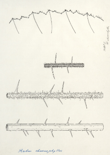 Rubus chaerophyllus