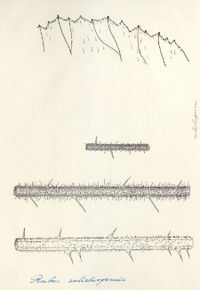 Rubus salisburgensis