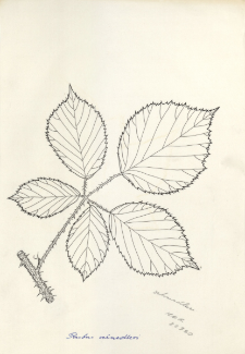 Rubus schnedleri