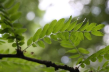 Gleditsia ferox Desf.