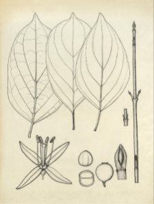 Cornus sanguinea L.